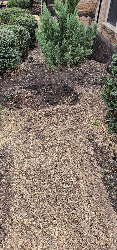 Shrub Trimming