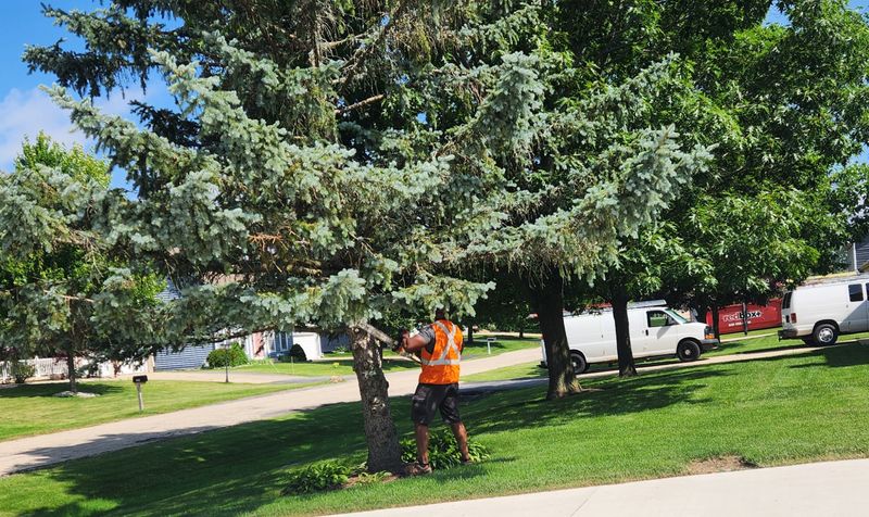 Tree Trimming