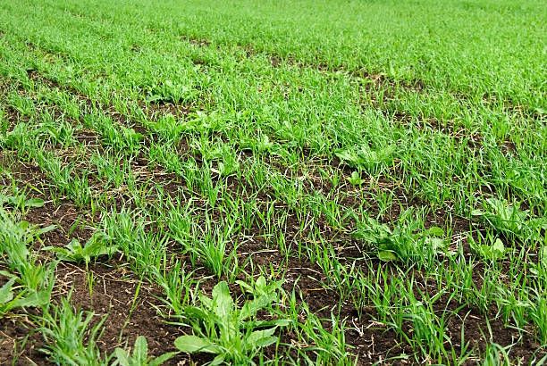 Food Plot Seeding