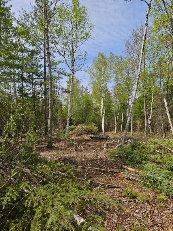Lot Clearing