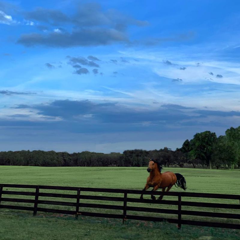 Fences