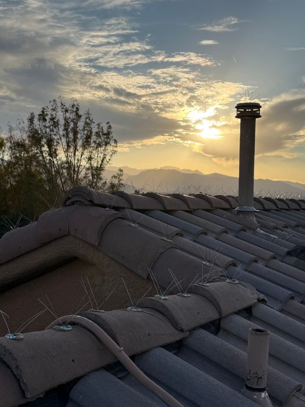 Solar Panel Protection with Roof Cleaning Excellence