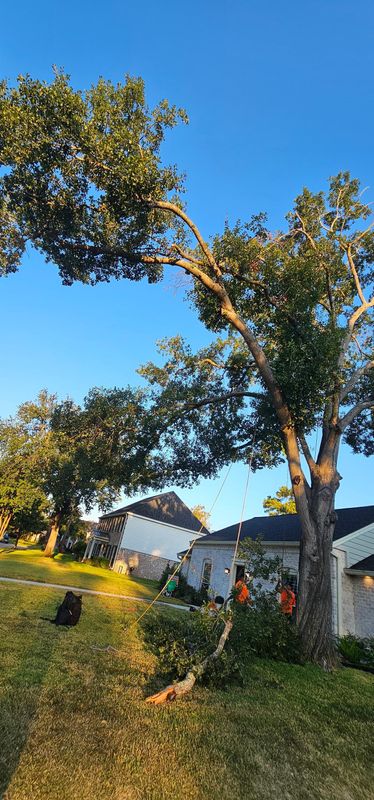 Tree Trimming