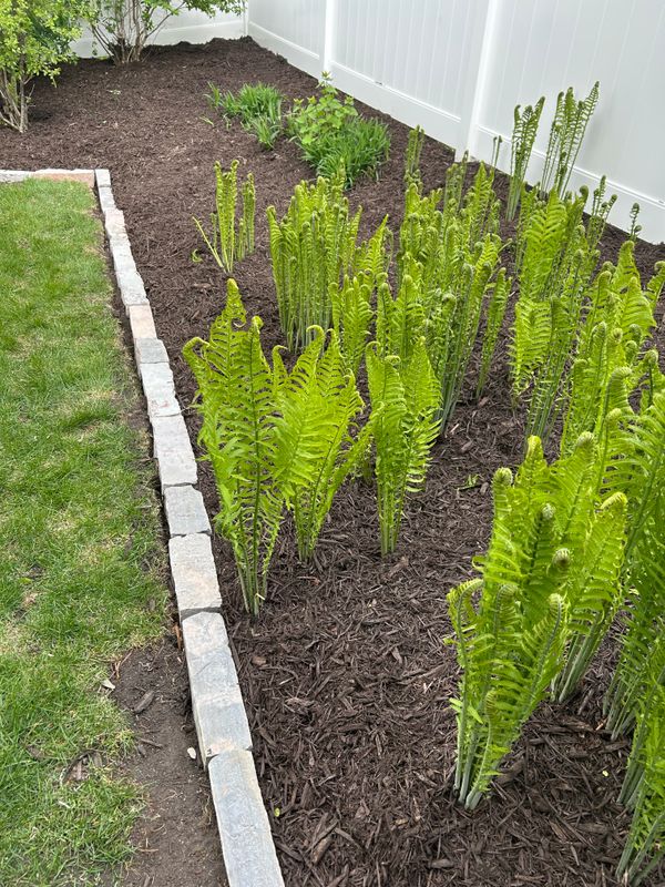 Flower Bed Gallery
