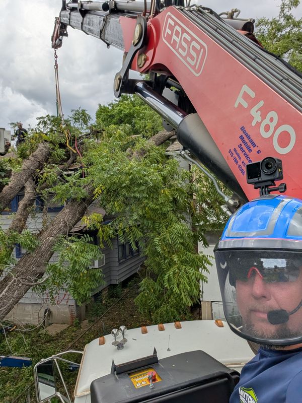 Tree Removal