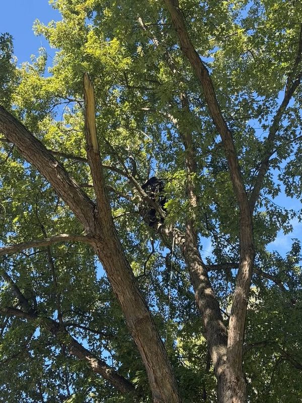 Tree Trimming