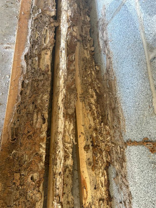 Termite Inspection & Treatment