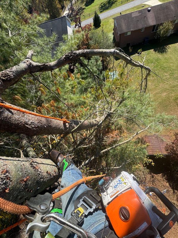 Tree Trimming