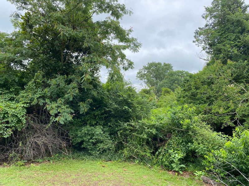 Tree Services
