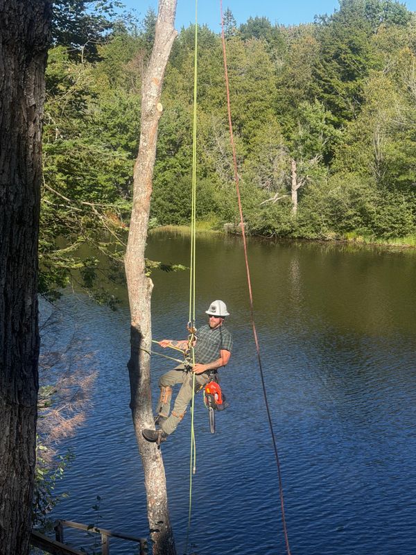 Tree Removal