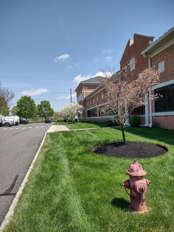 Privacy Plantings