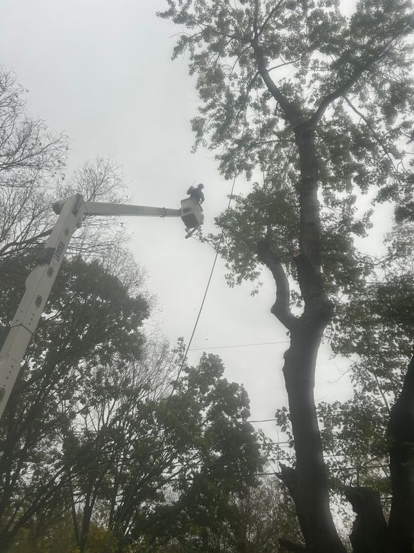 Tree Trimming