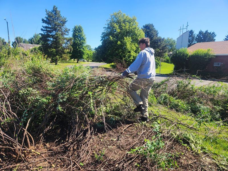 Tree Trimming