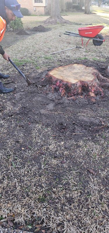Tree Removal gallery