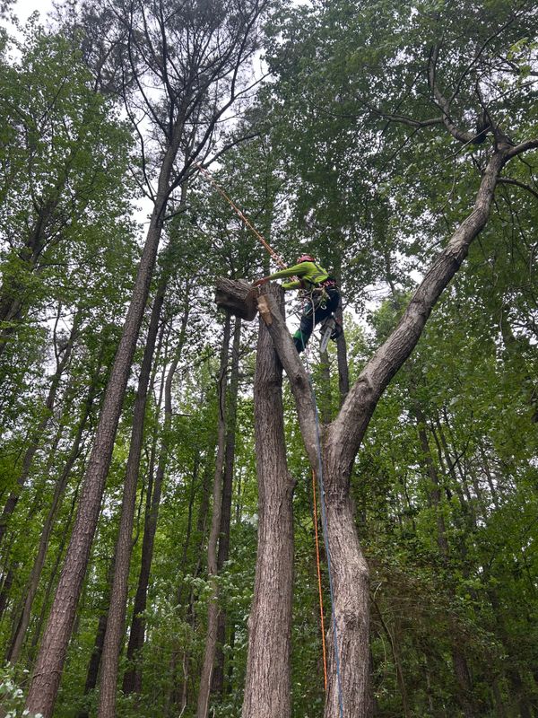 Tree Removal & Limbing 