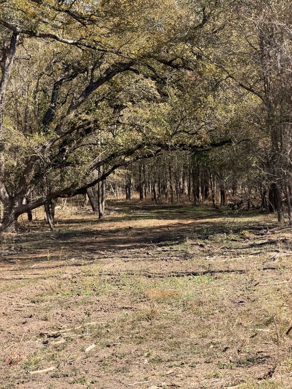 Forestry Mulching