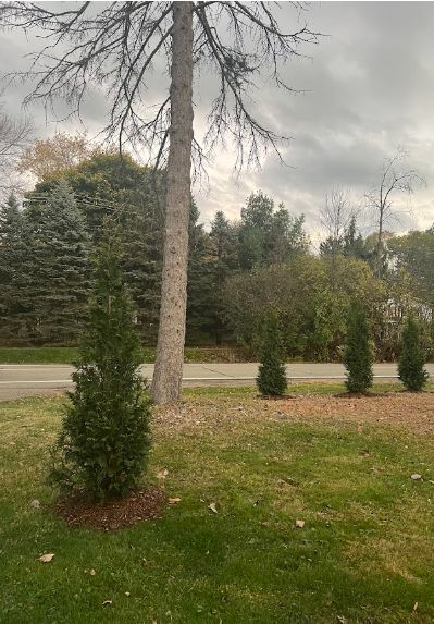Elevating Privacy and Greenery: Northern Spire Red Cedar Barrier in Livonia, MI