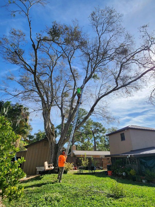 Tree Removal