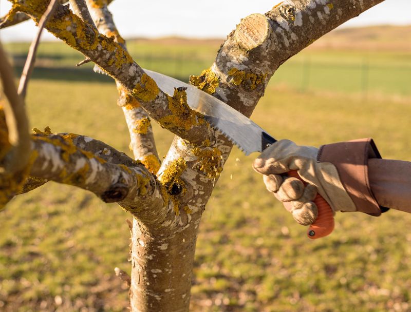 Tree Work