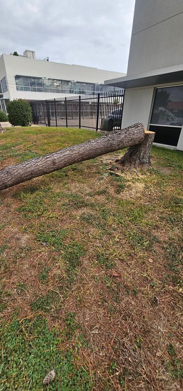 Tree Removal