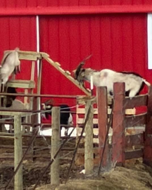 Animal Shelters/ Hay Feeders