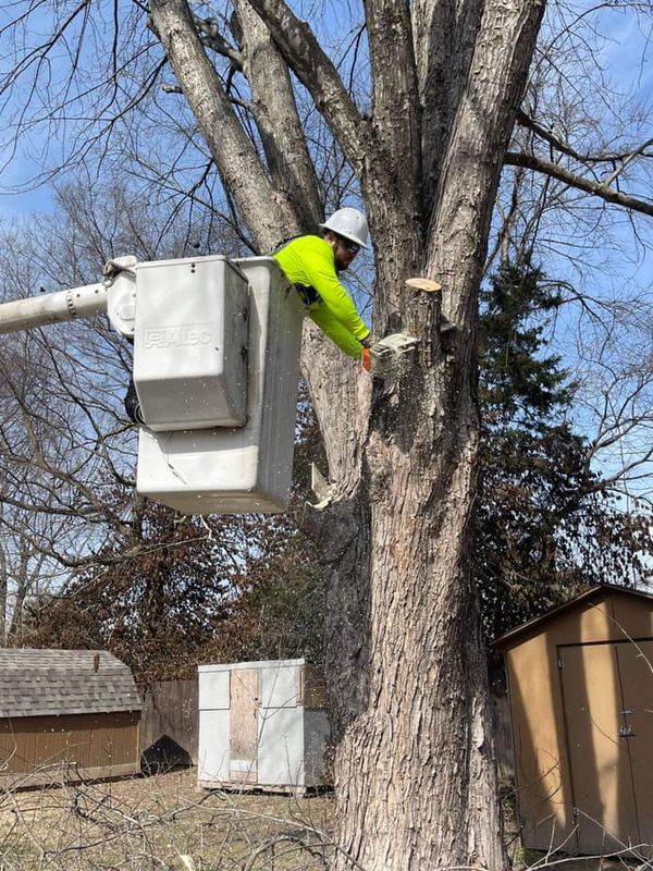 Mowing and Tree Services