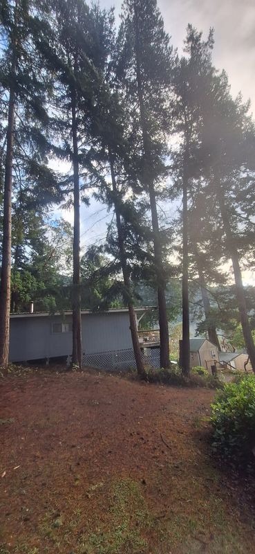 Tree Removal