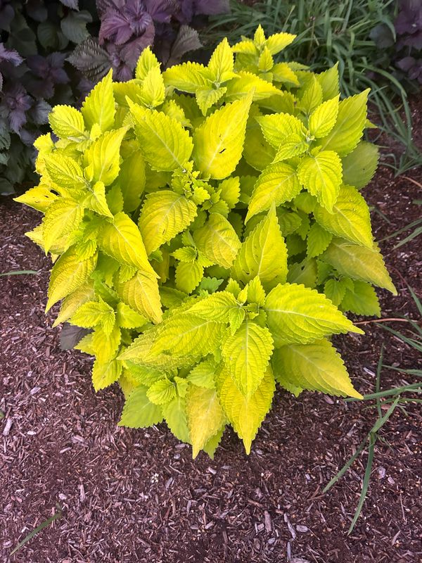 Plantings