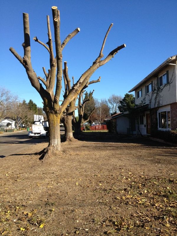 Tree Removal gallery