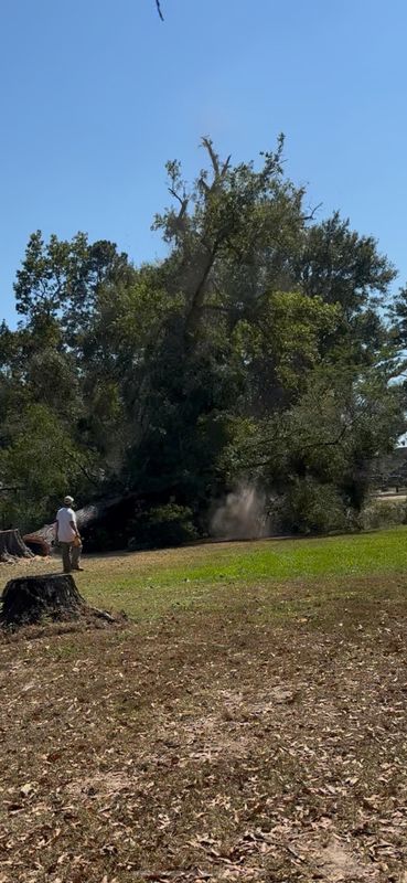 Tree Services