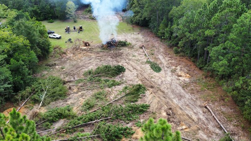 Tree Removal