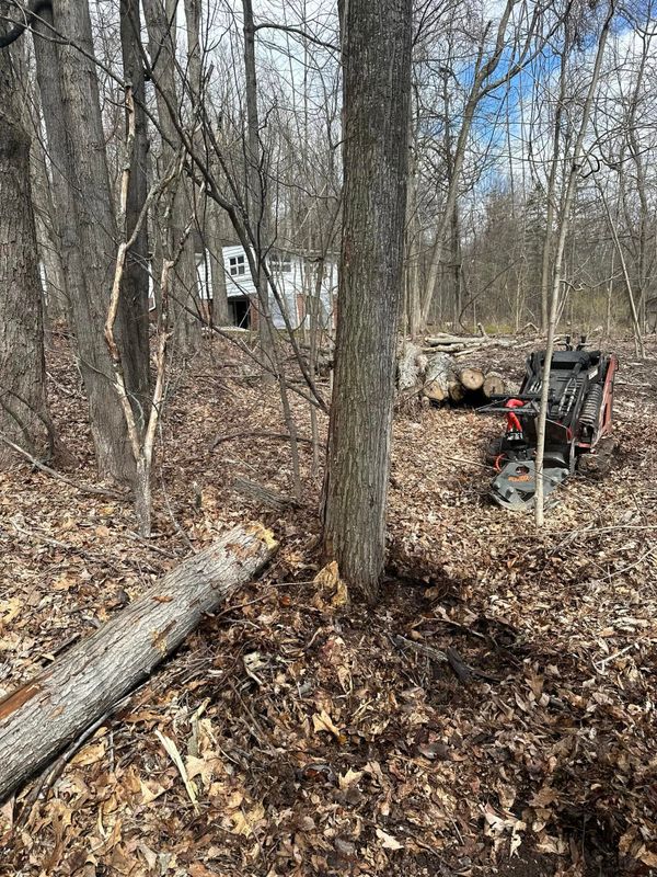 Tree Services
