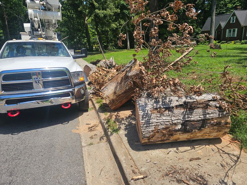 Tree Removal