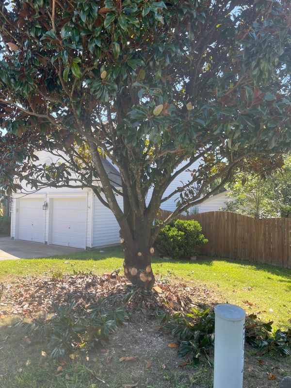 Tree Removal gallery