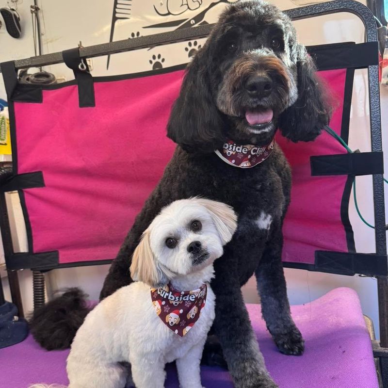 Boarding and Daycare