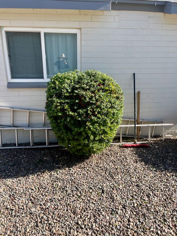 Tree & Shrub Care