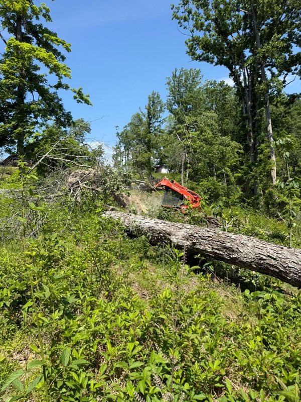 Land Clearing