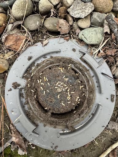 Termite Inspection & Treatment
