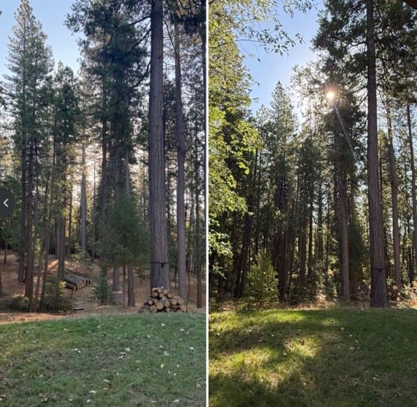 Brush Clearing