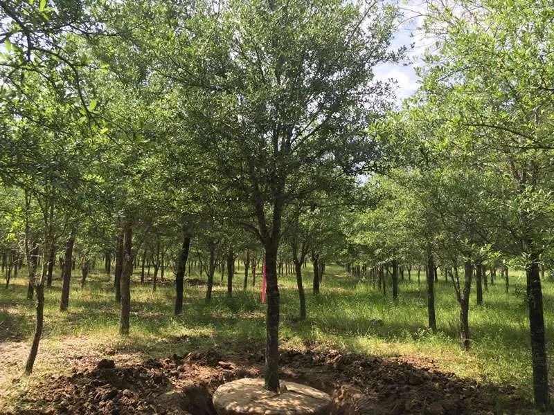 Tree Installs