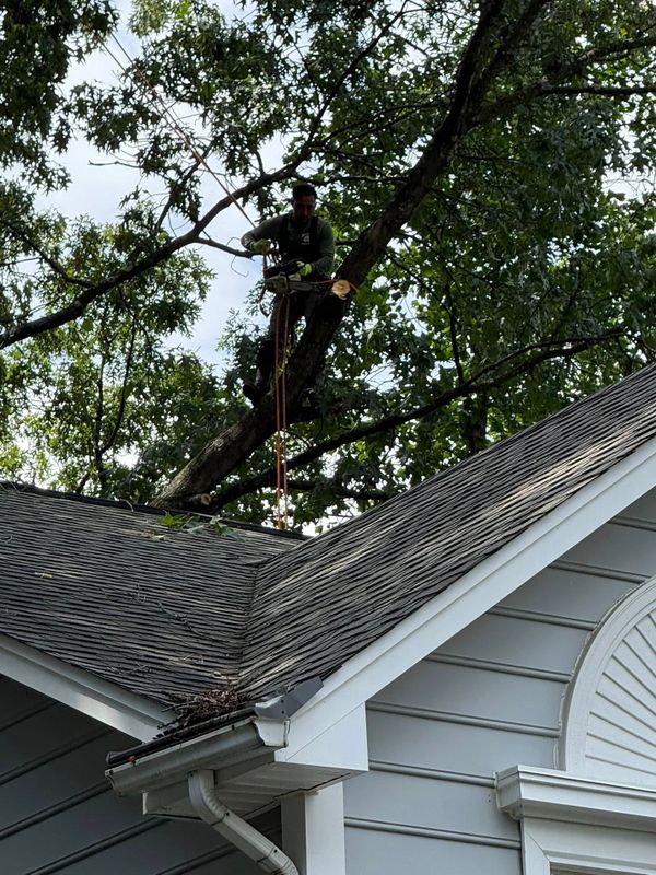 Tree Removal