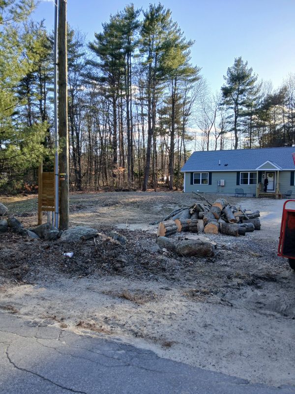 Tree Removal