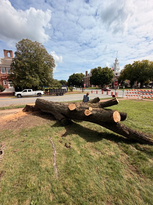Tree Removal