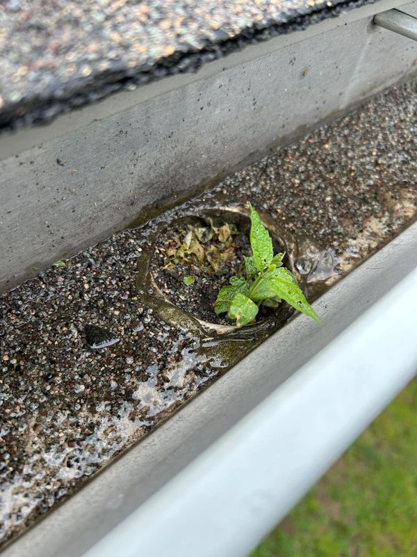 Gutter Cleaning & Maintenance