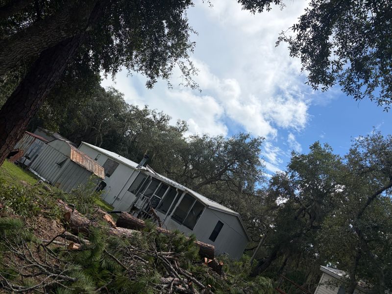 Tree Removal