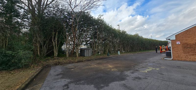 Tree Removal