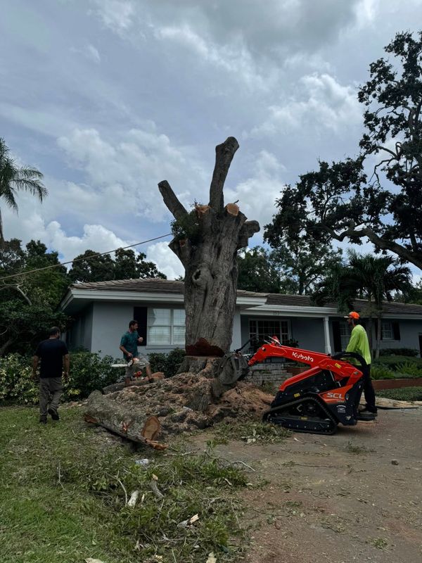 Tree and Shrub Care