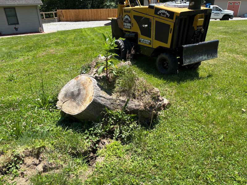 Stump Removal
