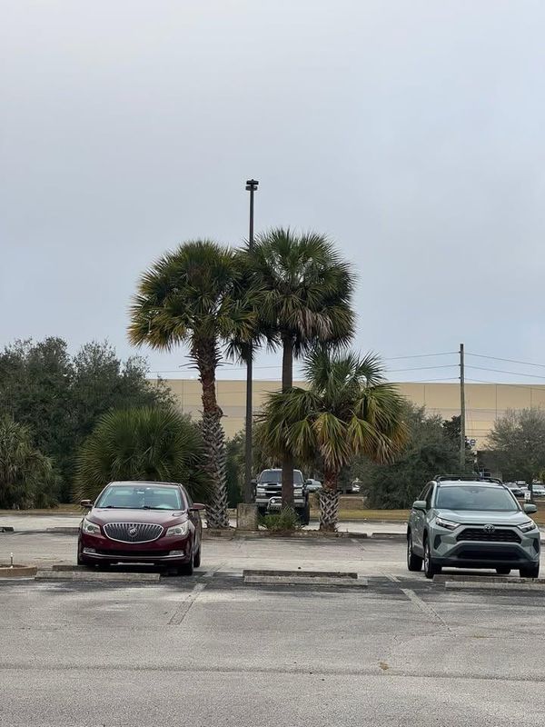 Tree Trimming + Removal