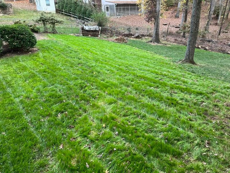 Aeration and Overseeding